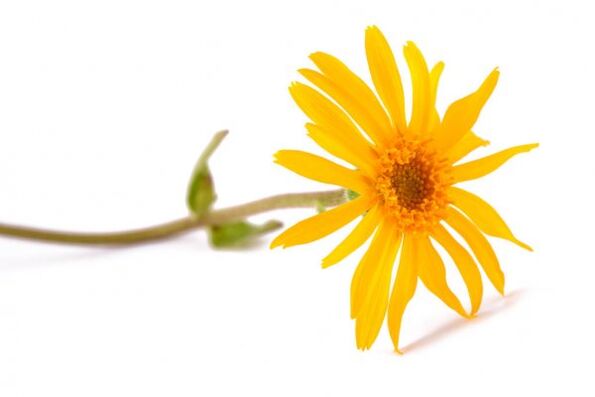 Arnica in the Hondrox